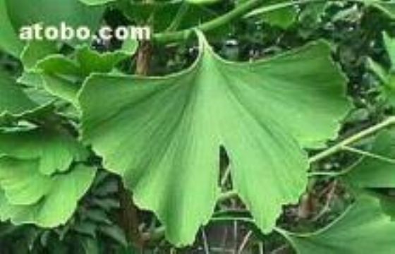 Ginkgo Biloba P.E